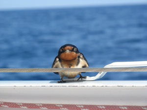 Bird Pirate
