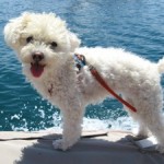 Sailing Dog, Paz, from sv Que Tal