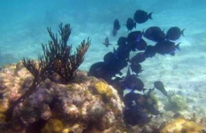 School of Blue Tangs ... somewhere in Belize 