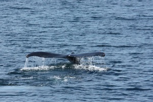 Whales! Whales!