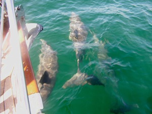 Dolphins Accompany Winterlude on Passage