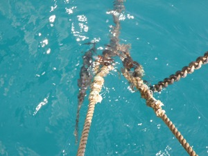 Snubber Nylon is Taunt and Chain is Loose. Note the Filefish Hanging Out by Our Anchor Chain!