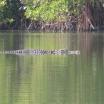 Gator Sunning in Manatee Lagoon