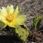 Cactus flowers were in bloom