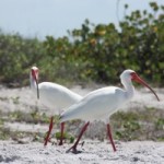 American White Ibis sharing our beach