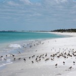 Here's the Reward! Hanging Out With the Shore Birds