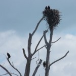 Two Baby American Bald Eagles in the Next as Proud Pop & Momma Look On