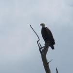 My Bald Eagle Buddy from as close as I could get with a 200mm zoom lens, not a great photo, but definitely a Bald Eagle