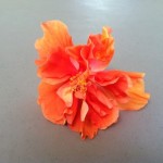 IMG_0524 IMG_0524