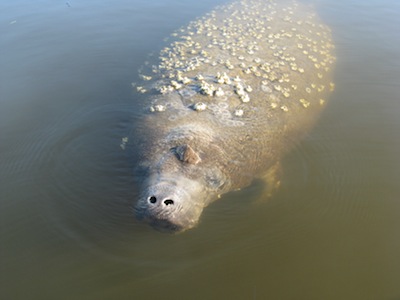 Curious Manatee