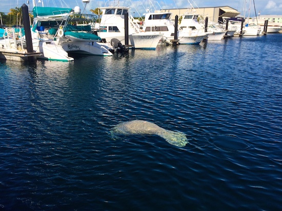 My first Key West manatee!  On the other hand, I have seen tarpon, which I never saw at Burnt Store.  But I miss my dolphins.....