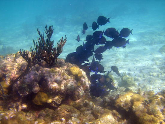 Underwater photo of a school of blue tangs. My photo yesterday would have been the same, but alas, no photos. Darn IPhone!