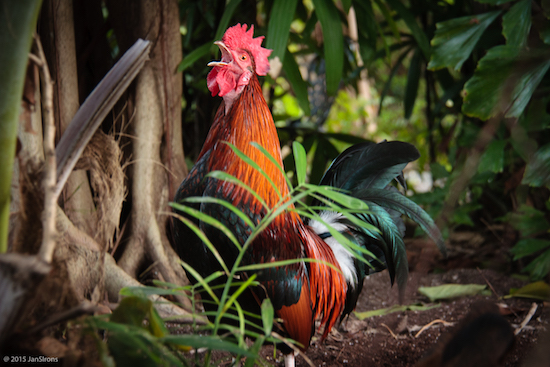 Awake to another glorious day in Key West ... roosters in residence!