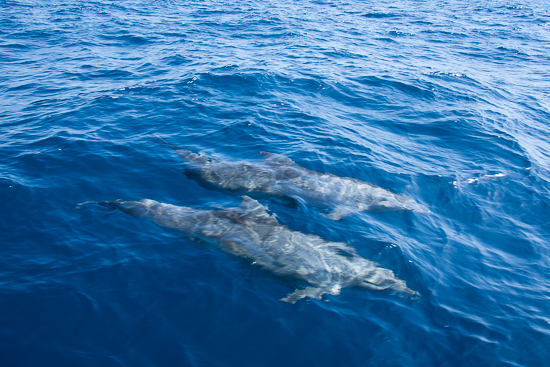 These dolphins are actually in International Waters (outside the 12 mile Cuba territorial water limit)