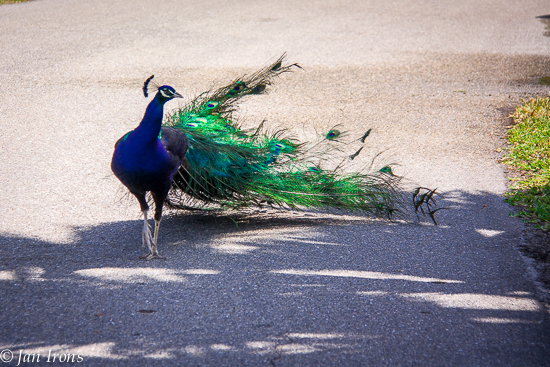 Why did the peacock cross the road? 